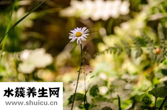 心臟放支架多少錢