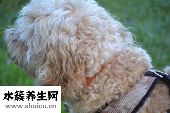 小便有白色渾濁物