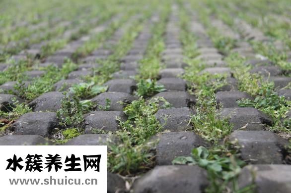 山藥過敏怎么止癢