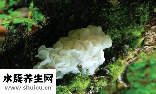 懷孕可以吃銀耳嗎