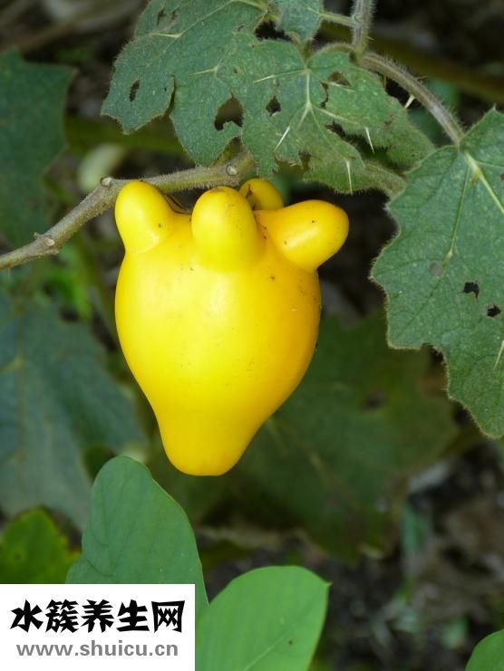 準(zhǔn)分子近視手術(shù)