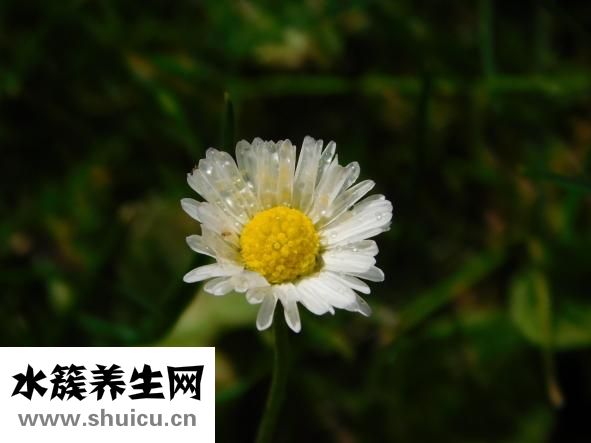 孕婦能吃鱸魚(yú)嗎