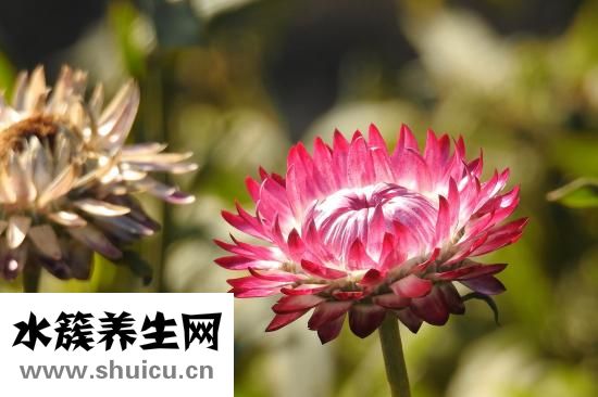 孕婦能吃八角嗎