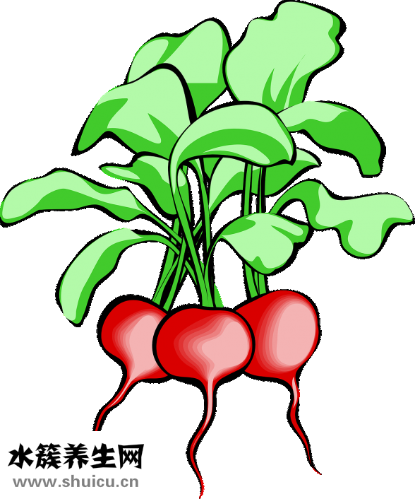 圓蔥和洋蔥的區(qū)別