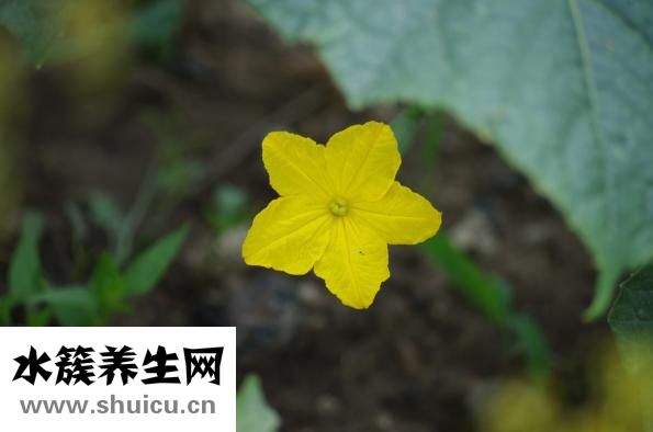 咸黃瓜的腌制方法