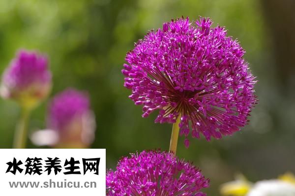 什么人不能吃韭菜