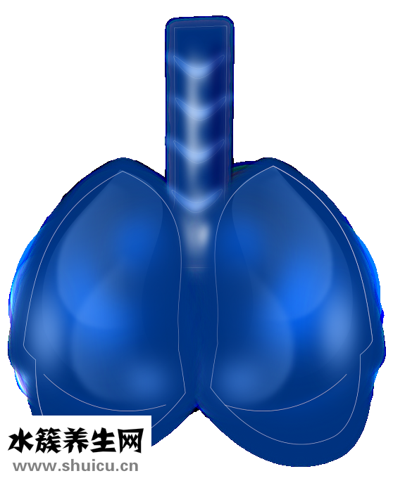 文蛤的功效與作用