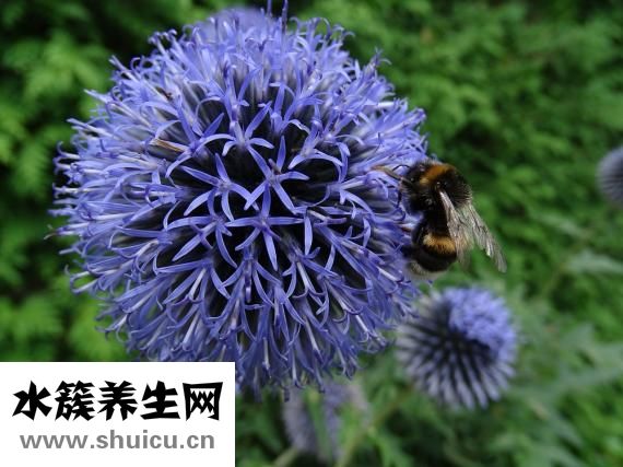 五香豆腐的做法