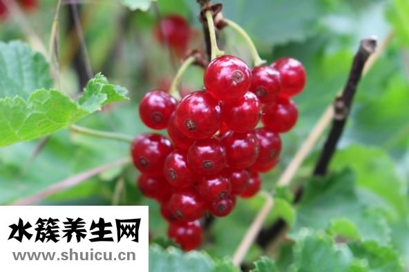 孕婦可以吃西紅柿嗎