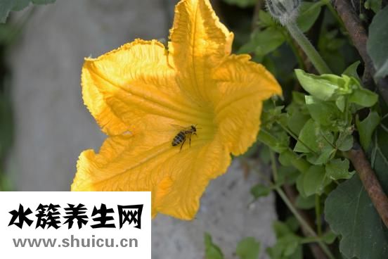 孕婦能吃百香果嗎