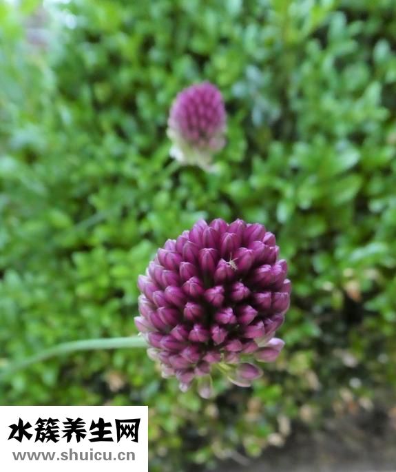 什么人不能吃韭菜