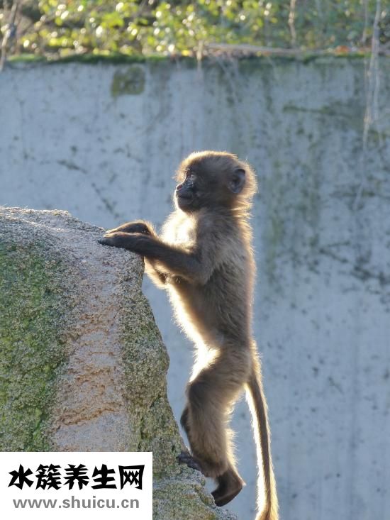 嬰兒能趴著睡嗎