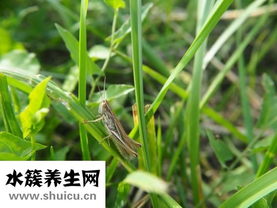 冬蟲夏草功能主治