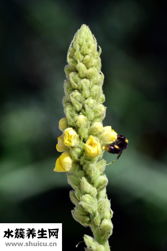 孕酮多少算正常