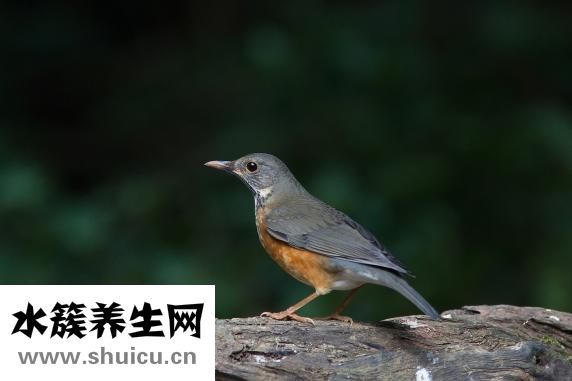 掃一掃臉型配眉形