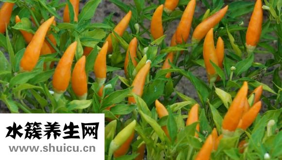 怎樣在家發(fā)豆芽