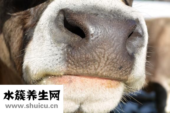 下鼻甲肥大圖片