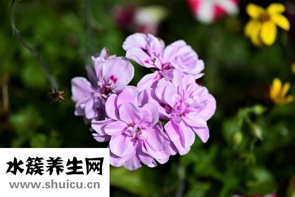 孕婦能吃獼猴桃