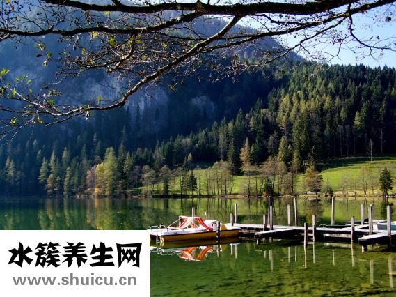 雙歧桿菌的作用