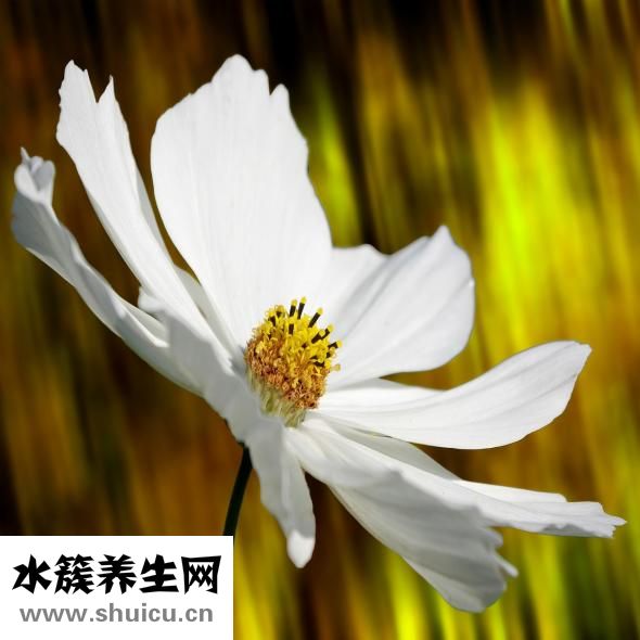 孕婦可以吃奇亞籽嗎