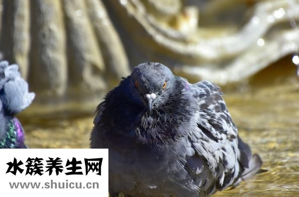 孕婦能吃鴿子嗎