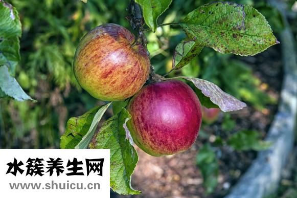 四季豆的營養價值