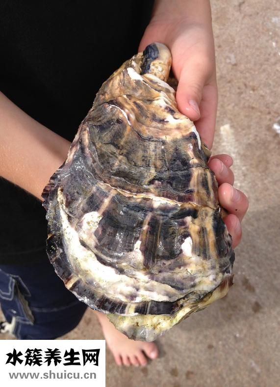 烏參的家常做法