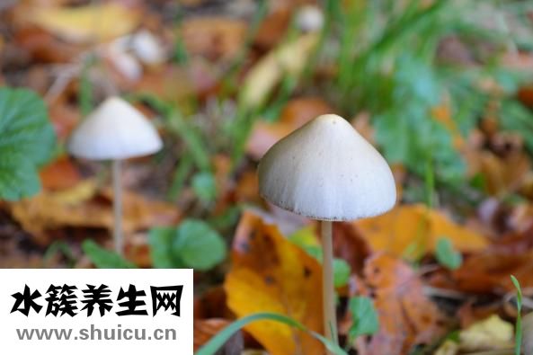 上環上哪種環比較好