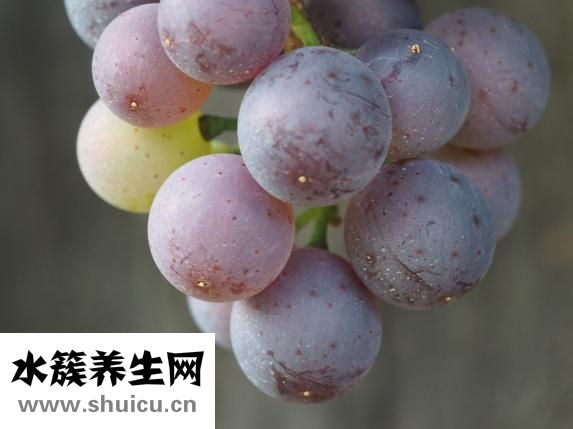 孕婦能吃河蚌肉嗎