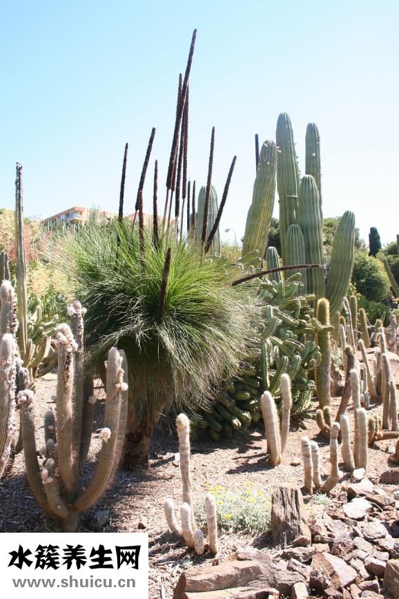 仙人掌有什么作用