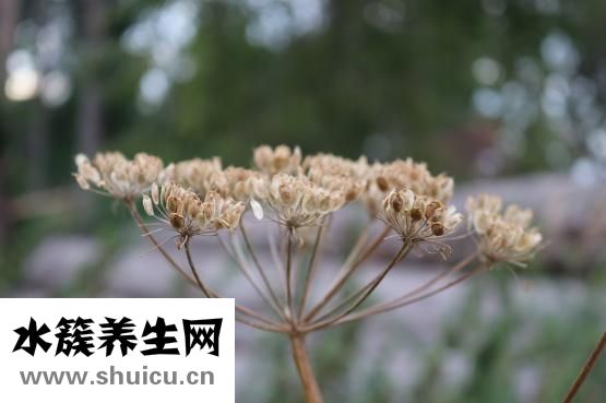 上火可以喝牛奶么