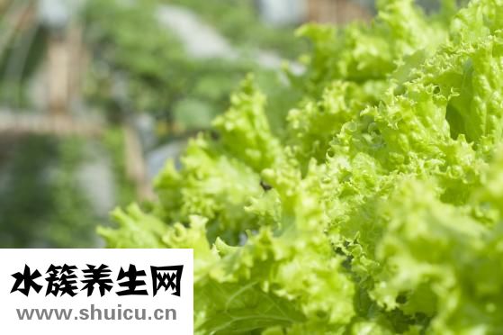 仙人掌有什么作用