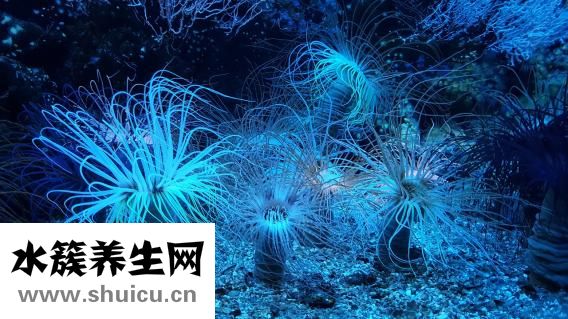 宣肺和清肺的區別