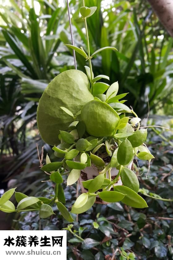 孕婦能吃什么零食