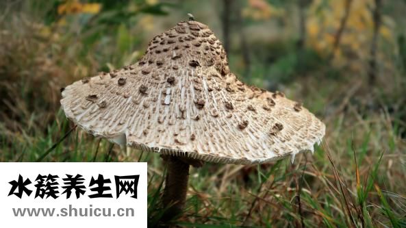 山楂孕婦能吃嗎