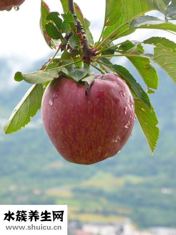 下午吃蘋果好嗎