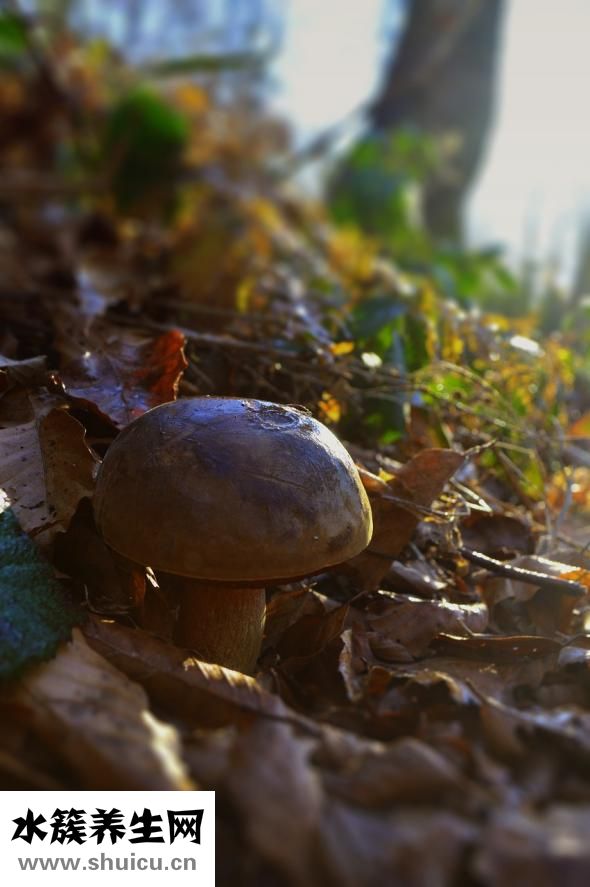 頭癬可以自愈嗎