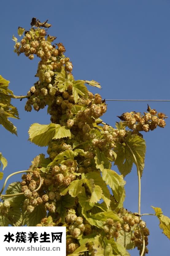 啤酒花是什么東西