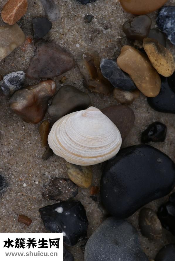 孕婦能吃海螺嗎