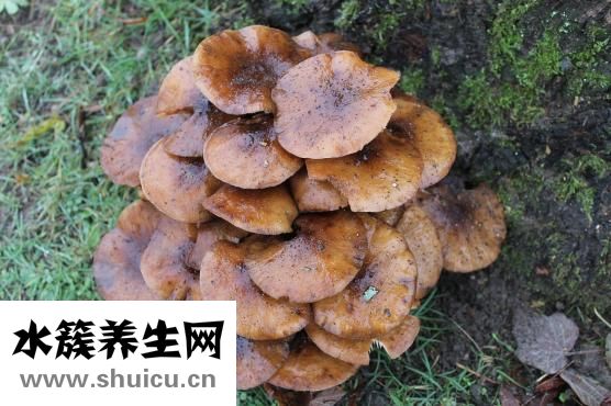 愈創木酚甘油醚