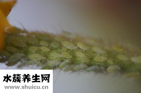 怎么判斷床上有跳蚤