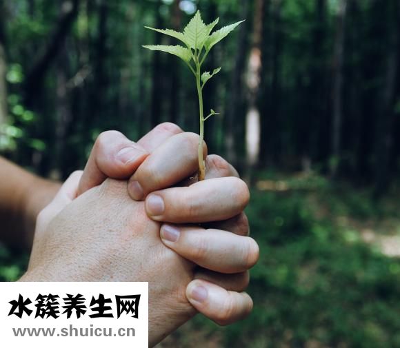 喝枸杞會上火嗎