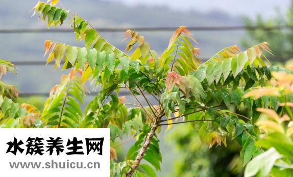 怎么降甘油三酯