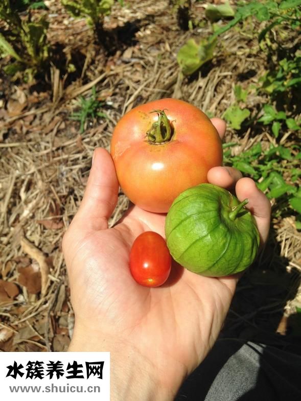 時令水果一覽表