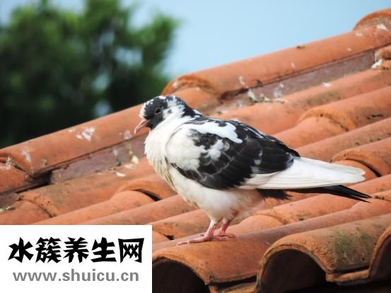 怎么做鴿子湯最補