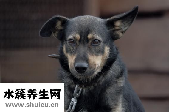 孕婦鼻塞怎么辦