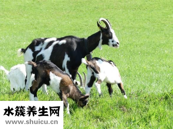 提高免疫力的奶粉