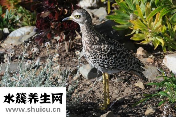 小孩膝蓋疼怎么辦