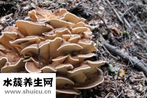 愈創木酚甘油醚