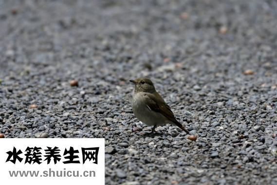 小米粥的營(yíng)養(yǎng)價(jià)值